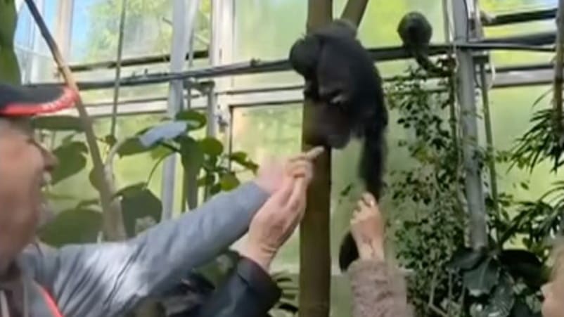 Affenquälerei Im Zoo: Besucher Zogen Tier Am Schwanz