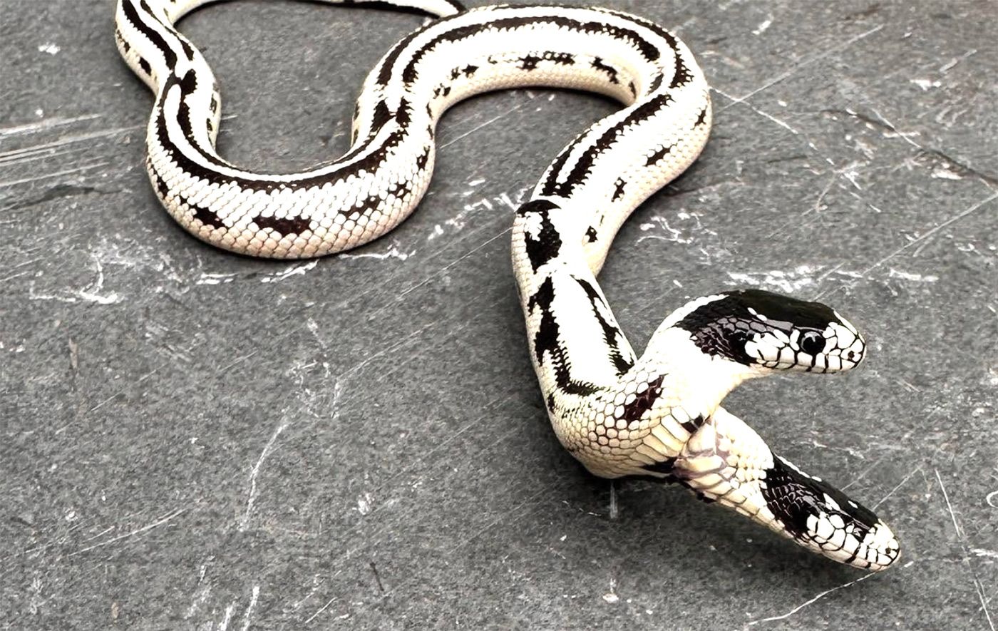 Berkeley Reptile Shop Discovers Two-Headed Snake
