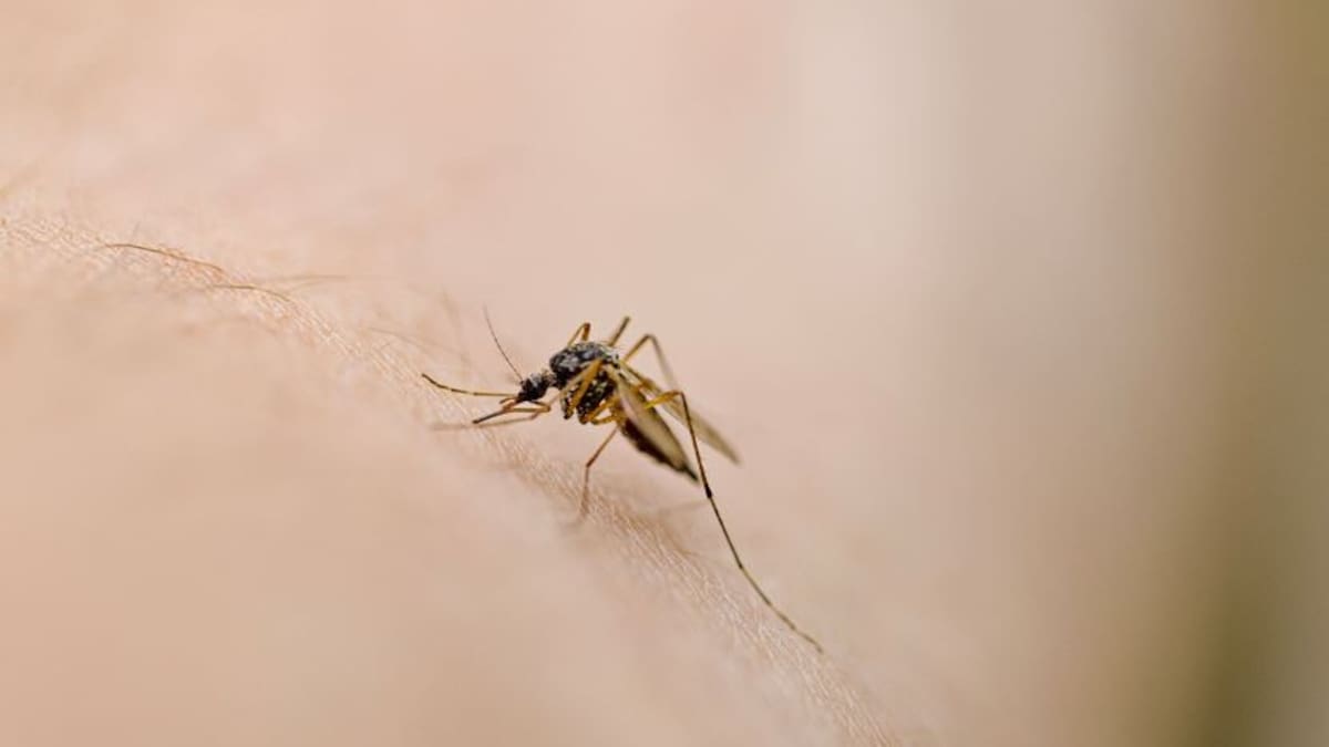 Cook Islands Dengue Fever Outbreak: 7 Cases Confirmed