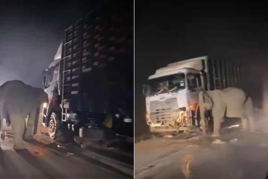 Gajah Muda Mati Terlindas Truk Di Malaysia