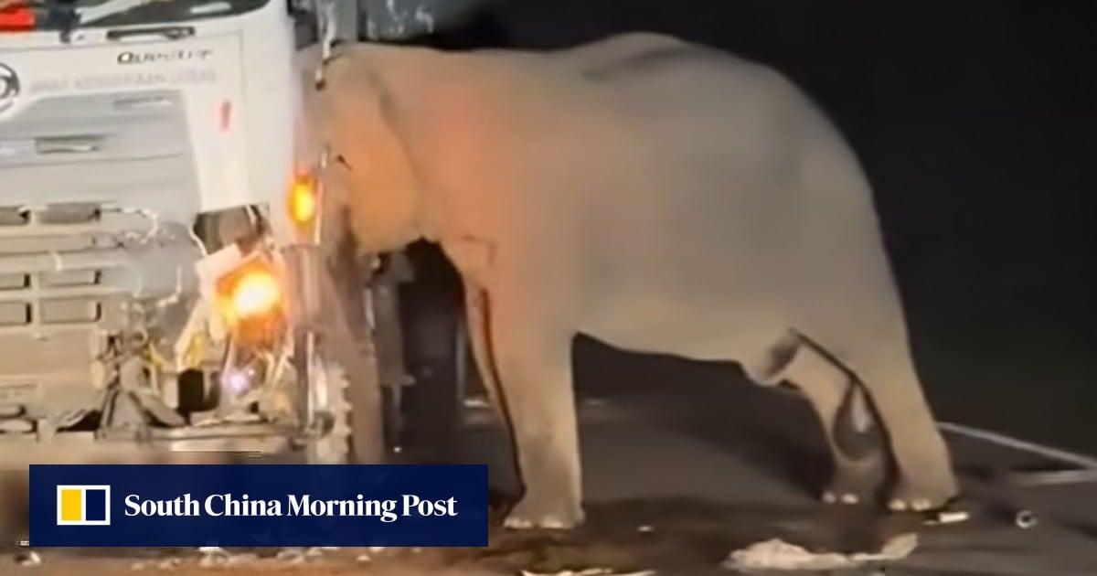 Heartbreak: Malaysian Elephant Mourns Calf