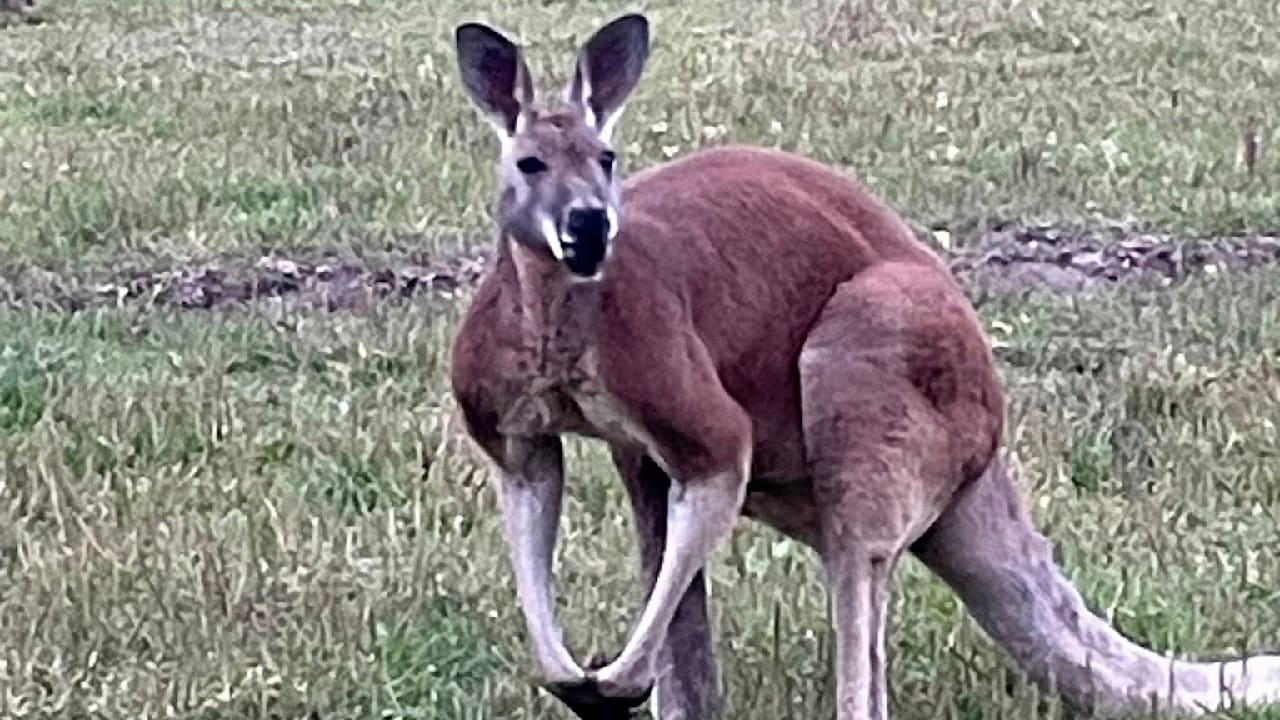 Mitarbeiter Durch Känguru Getötet: Zoo-Tragödie