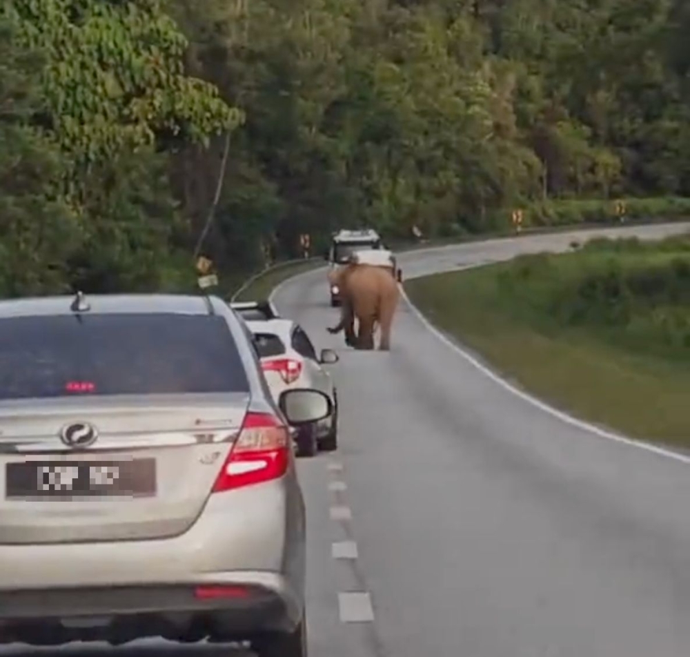 Perhilitan Bantah Video Viral Gajah