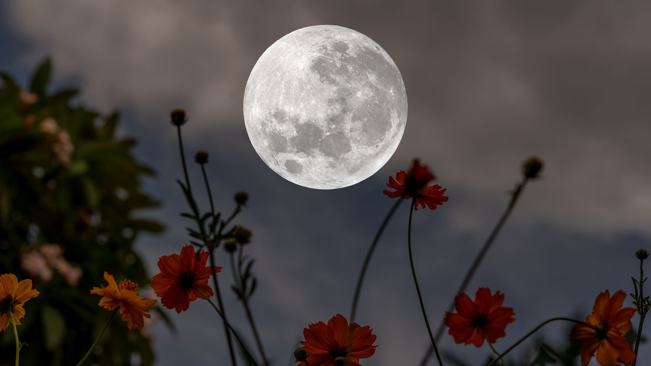 Plein Lune Des Fleurs : Guide Complet Mai