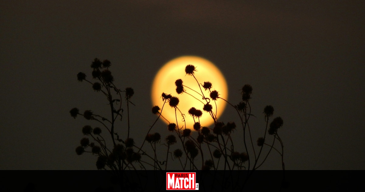 Plein Lune Fleurs: 4 Signes Astrologiques Chanceux