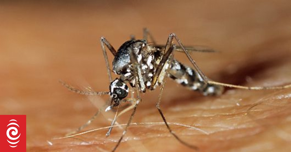 Rarotonga Dengue Fever: Cook Islands Health Crisis