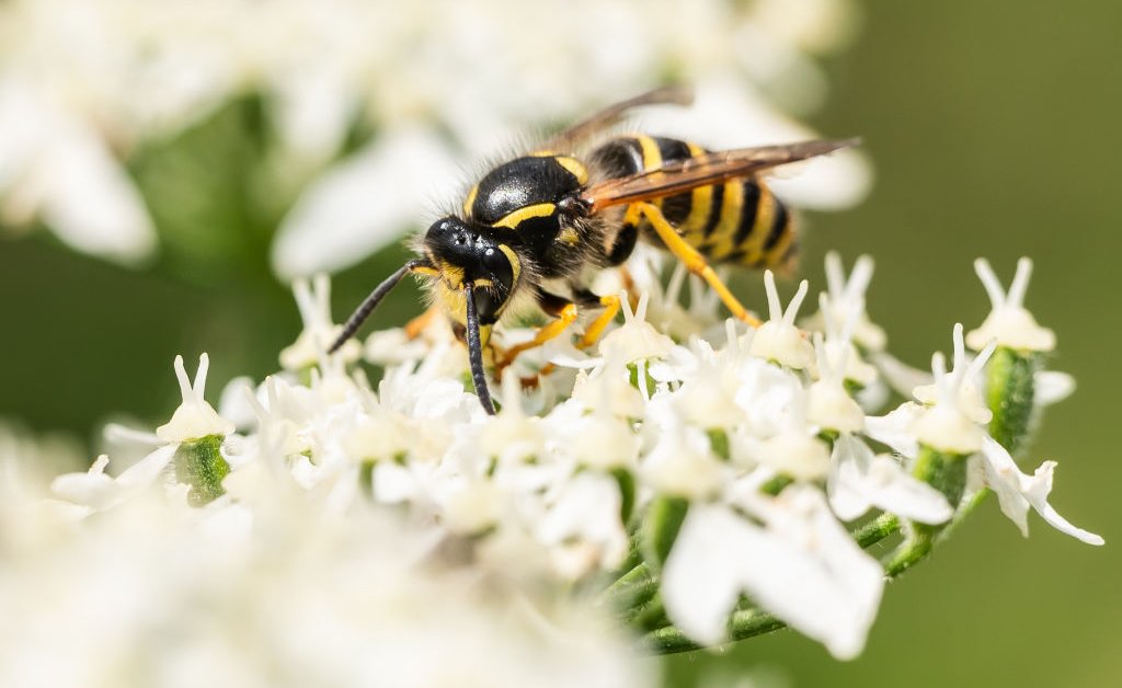 Summer Bugs And Climate Change: What To Expect