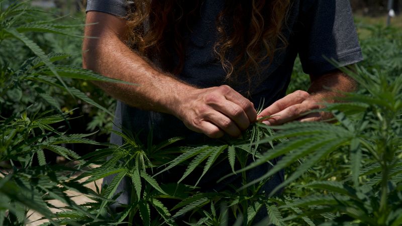 Texas THC Ban: Cannabis Industry Fights Back