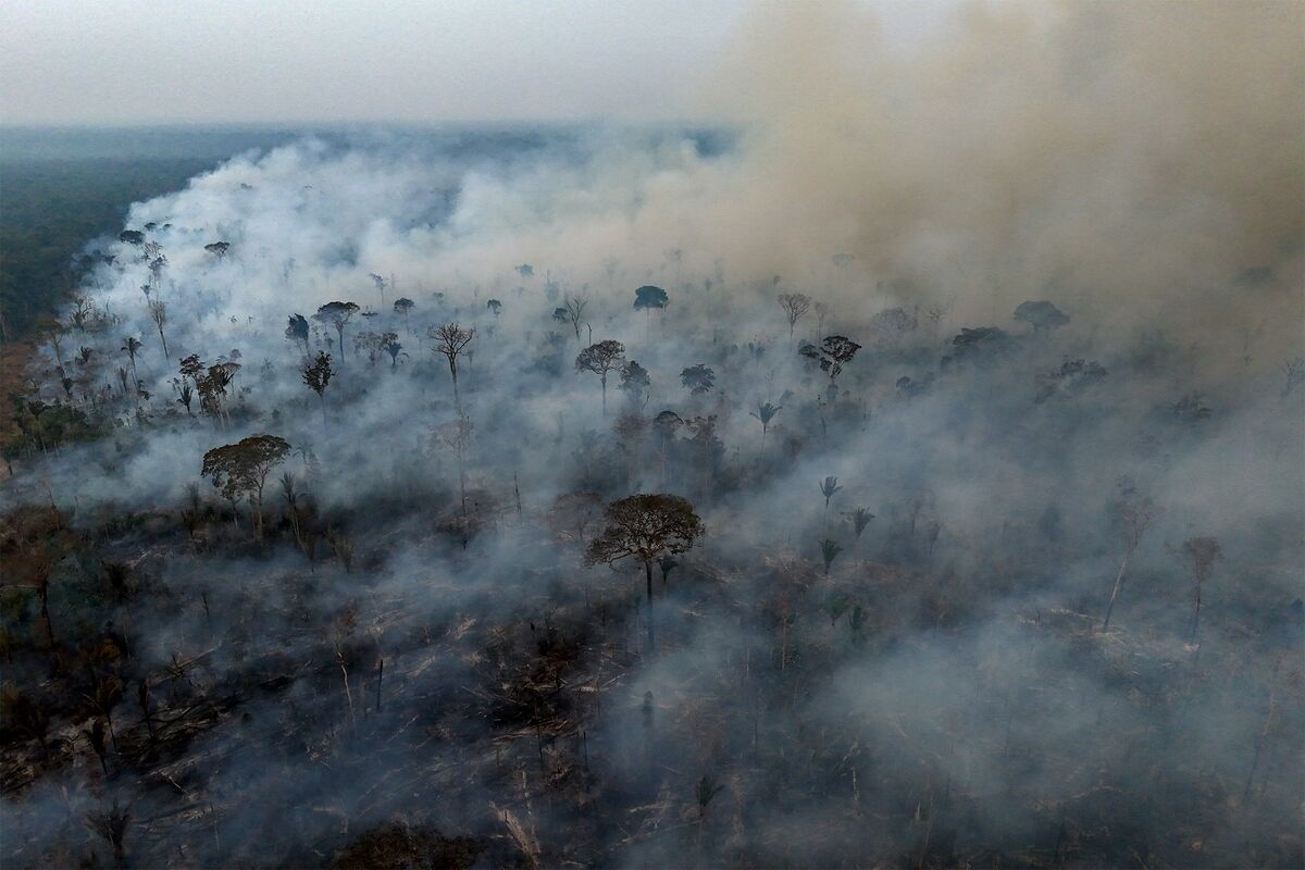Wildfires Fuel Record-Breaking Forest Loss
